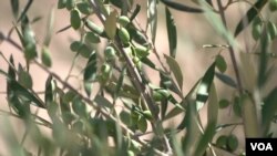 Close-up of olive tree in Spain