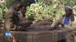 በወለጋ ዞኖች የጸጥታ ችግር የደረሰ የቡና ምርት ለመሰብሰብ እንደተቸገሩ አርሶ አደሮች ገለጹ