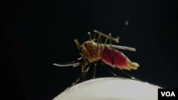 ยุง - พาหะโรคไข้เลือดออกเด็งกี่