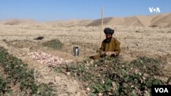 دهقانی در حال جمع‌آوری محصولات زراعتی