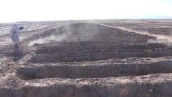 په کندهار کې د هینجې کښت د پراخیدو په حال کې دی – کروندګر