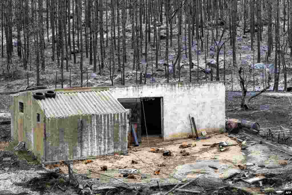 The charred bodies of chicken lie on the ground at a poultry farm in the aftermath of a forest fire near the town of Melloula in northwestern Tunisia close to the border with Algeria, July 26, 2023.&nbsp;At least 300 people were evacuated by sea and by land from Melloula, according to the Tunisian national guard, as fires raged again there.