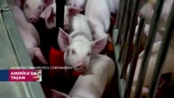 Organ naklinin geleceği olarak görülen genetiği değiştirilmiş domuzlar nasıl yetiştiriliyor?