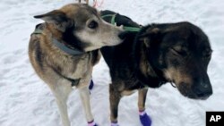 Ghost, left, and Sven, two leaders on the team of Ryan Redington, the 2023 Iditarod Trail Sled Dog champion, are shown ahead of a training run Feb. 26, 2024, in Knik, Alaska.