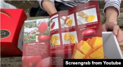 میازاکی آم کے ڈبے میں ایک پمفلٹ بھی موجود ہوتا ہے جس میں آم کی خصوصیات اور اسے کاٹنے اور کھانے کے طریقے درج ہوتے ہیں۔ فائل فوٹو