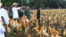 Presiden Jokowi berharap Food Estate dengan varietas jagung di Kabupaten Keeroom, Papua bisa memenuhi kebutuhan jagung nasional khususnya untuk wilayah Indonesia Timur. (Foto: Courtesy/Biro Setpres)