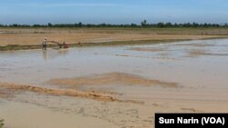 ដី​ធ្វើ​ស្រែ​របស់​កសិករ​ក្នុង​ស្រុក​កណ្តៀង ខេត្តពោធិ៍សាត់ កាលពី​ថ្ងៃទី១៨ ខែវិច្ឆិកា ឆ្នាំ២០២៣ ។ (ស៊ុន ណារិន/វីអូអេ)