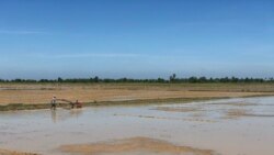 ទោះរងទឹកជំនន់និងតម្លៃជីនិងប្រេងសាំងថ្លៃ កសិករនៅខេត្តពោធិ៍សាត់រីករាយនឹងតម្លៃស្រូវខ្ពស់