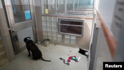 สุนัขมองออกไปที่ประตูของสถานดูแลสัตว์ Humane Rescue Alliance ในช่วงการระบาดใหญ่ของโควิด-19 ที่วอชิงตัน 14 เม.ย. 2020 (รอยเตอร์)