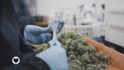 Masu Fafutuka A Namibia Sun Bukaci Hallata Amfani Da Wiwi A Harkar Kula Da Lafiya
