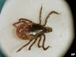 A female Black-Legged tick.