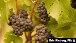 FILE - In this Sept. 10, 2020, file photo, grapes with ash on them hang in a vineyard that was blanketed by smoke from wildfires in Sonoma, Calififornia.