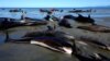477 Whales Die in ‘Heartbreaking’ New Zealand Strandings 