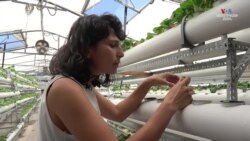 Նորագույն տեխնոլոգիաները ջերմատներում. Մի կնոջ պատմություն