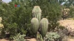 Usaha Sirup Kaktus di Tuszon Arizona