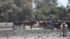 Un éleveur surveille son bétail dans le delta de l'Okavango, le 28 septembre 2019, pendant une année de sécheresse au Botswana.