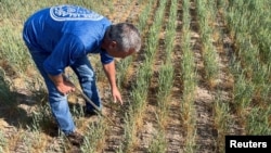 FILE - Gary Millershaski, a farmer and scout on the Wheat Quality Council's Kansas wheat tour, inspects winter wheat stunted by drought near Syracuse, Kansas, U.S., May 18, 2022. ( REUTERS/Julie Ingwersen/File Photo)