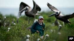 FILE - Marine biologist Bonnie Slaton checks a field camera on Raccoon Island, in the U.S. state of Louisiana, May 17, 2022. (AP Photo/Gerald Herbert)