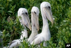 Young brown pelicans sit in their nest on Raccoon Island, a Gulf of Mexico barrier island that is a nesting ground for brown pelicans, terns, seagulls and other birds, in Chauvin, La. May 17, 2022. (AP Photo/Gerald Herbert)