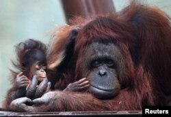 Populasi orangutan di Indonesia berkurang karena mereka kehilangan habitat sebagai dampak dari merajalelanya aktivitas penebangan, perkebunan kelapa sawit, dan pertambangan. (Foto: Ilustrasi/Reuters)