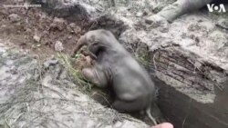 Elephant and Calf Saved in Dramatic Rescue in Thailand 