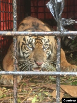 Harimau Sumatera masuk perangkap yang dibuat oleh warga di desa Lhok Bengkuang, Tapaktuan, Aceh Selatan, Senin, 25 Juli 2022. (Sumber: BKSDA Aceh)