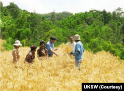 Gandum bisa tumbuh baik di Indonesia, namun budidaya harus dalam skala industri agar harga produk bersaing. (Foto: UKSW)