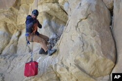 Ecologist Bryan Bedrosian with the Teton Raptor Center prepares to return a young golden eagle to its nest after banding the bird for future tracking as part of a long-term population study of the species, on Wednesday, June 15, 2022 near Cody, Wyo. (AP Photo/Matthew Brown)