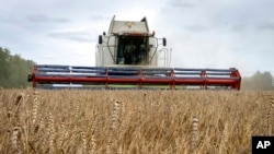 FILE - A harvester collects wheat in Zghurivka, Ukraine, Aug. 9, 2022.