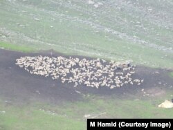 Flock of sheep in the Himalayas mountains on way to Gurez, Kashmir.