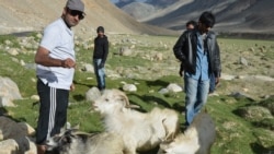 Pashiman goats in Leh. (Shafkat Masoodi)