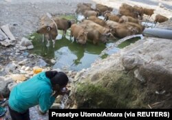 Seorang warga minum dari sumber air, dekat sapi di Desa Sanleo, Kabupaten Malaka, Nusa Tenggara Timur, 10 Oktober 2015. (Foto: Prasetyo Utomo/Antara via Reuters)