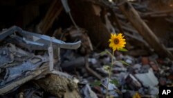 Sunflowers grow amid the rubble of a house bombed in May by Russians in Chernihiv, Ukraine, Aug. 29, 2022. The bombs destroyed the house, killing five members of a family sleeping inside of it.