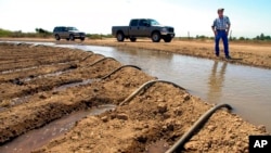FILE - Farmer John Hawk looks over his land as his seed onion fields are watered in Holtville, Calif., Sept. 3, 2002. Seven states in the U.S. West are facing a deadline from the federal government to come up with a plan to use substantially less Colorado River water in 2023.