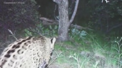 Jaguar de Arizona aparece en México