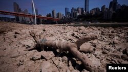 គល់​ឈើ​ងាប់​ត្រូវ​គេ​ប្រទះ​ឃើញ​នៅ​លើ​បាត​ទន្លេ Jialing ដែល​ជា​ដៃទន្លេ Yangtze នៅ​ជិត​ទី​ក្រុង Chongqing ប្រទេស​ចិន​កាល​ពី​ថ្ងៃ​ទី​១៨ ខែ​សីហា ឆ្នាំ​២០២២។