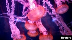 FILE - Jellyfish are seen in a new aquarium dedicated to 45 different delicate species at the Paris Aquarium, France, January 16, 2019. (REUTERS/Charles Platiau/File Photo)