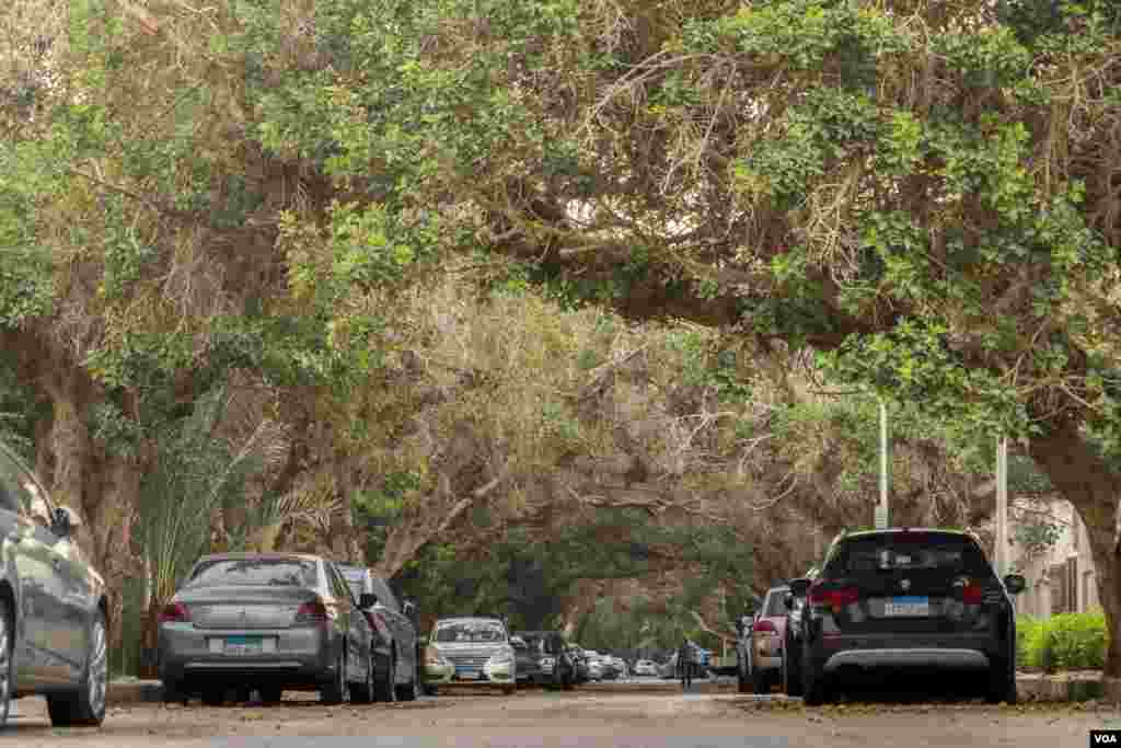 In the leafy east Cairo neighborhood of Maadi, new roads and bridges threaten centuries-old trees, August 2, 2022. (Hamada Elrasam/VOA)