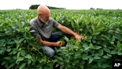 Jeff O'Connor yana duba waken soya a gonarsa