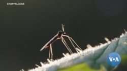 በኦሮምያ ክልል የወባ በሽታ ሥርጭት እያሻቀበ ነው