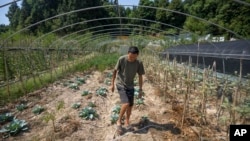 Gan Bingdong walks through vegetable plots at his farm in Longquan village in southwestern China's Chongqing Municipality, Aug. 20, 2022.