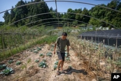 Gan Bingdong walks through vegetable plots at his farm in Longquan village in southwestern China's Chongqing Municipality, Aug. 20, 2022. (AP Photo/Mark Schiefelbein)