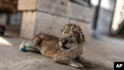 A newborn lion cub is seen at Nama zoo in Gaza City, Aug. 13, 2022.
