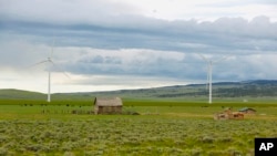 Cattle graze near wind turbines at a wind farm along the Montana-Wyoming state line on Monday, June 13, 2022. 