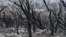 Charred trees are pictured on the outskirts of the Algerian city of El Taref, Aug. 18, 2022. Algerian firefighters were battling a string of blazes, fanned by drought and a blistering heat wave.