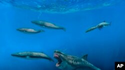 This illustration provided by J. J. Giraldo depicts a 16-meter (52-foot) Otodus megalodon shark predating on an 8-meter (26-foot) Balaenoptera whale in the Pliocene epoch, between 5.4 to 2.4 million years ago.