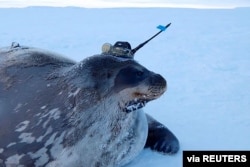 Anjing laut jenis Weddell dilengkapi dengan alat pengukur berteknologi tinggi yang dipasang di kepalanya, untuk mengamati perairan di bawah lapisan es tebal, dekat Stasiun Showa Jepang di Antartika, April 2017. (Institut Nasional Penelitian Kutub/Handout via REUTERS).
