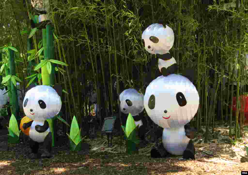This display is called Panda's Paradise, and no wonder: the pandas are installed amid a stand of their favorite food, bamboo. (A. Chimes/VOA) 