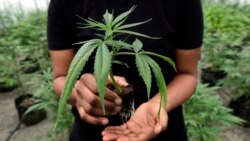 Quiz - Scientists Explore How Cannabis May Fight Psychosis