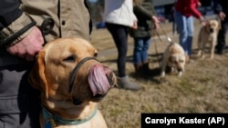 Guide Dog Puppies Photo Gallery